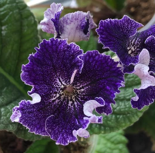 Streptocarpus " DS-2410 " 55 Seeds