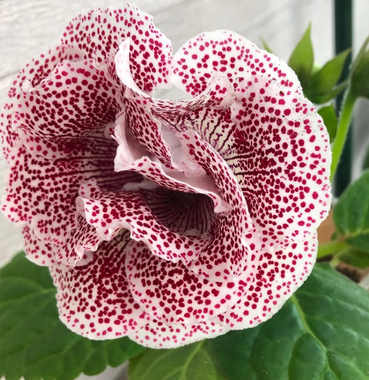 Gloxinia " West Star " 5 Seeds