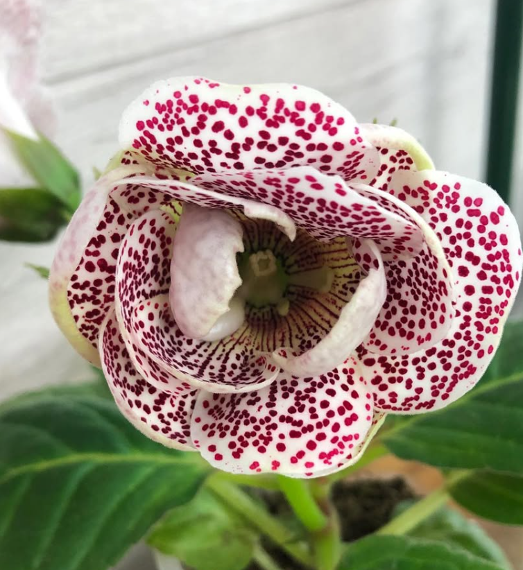 Gloxinia " West Star " 5 Seeds