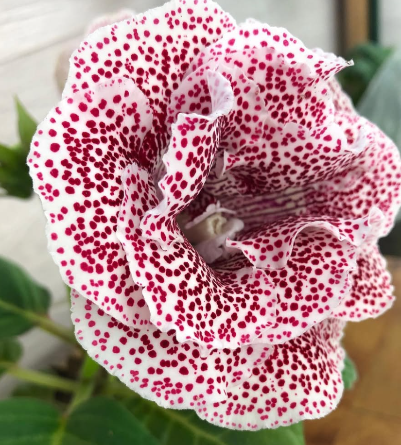Gloxinia " West Star " 5 Seeds