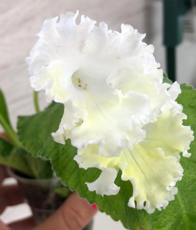 Streptocarpus " Marilyn Monroe " 55 Seeds