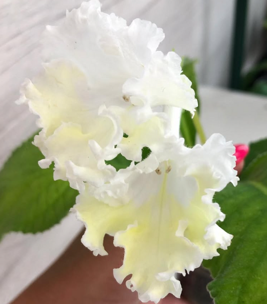 Streptocarpus " Marilyn Monroe " 55 Seeds