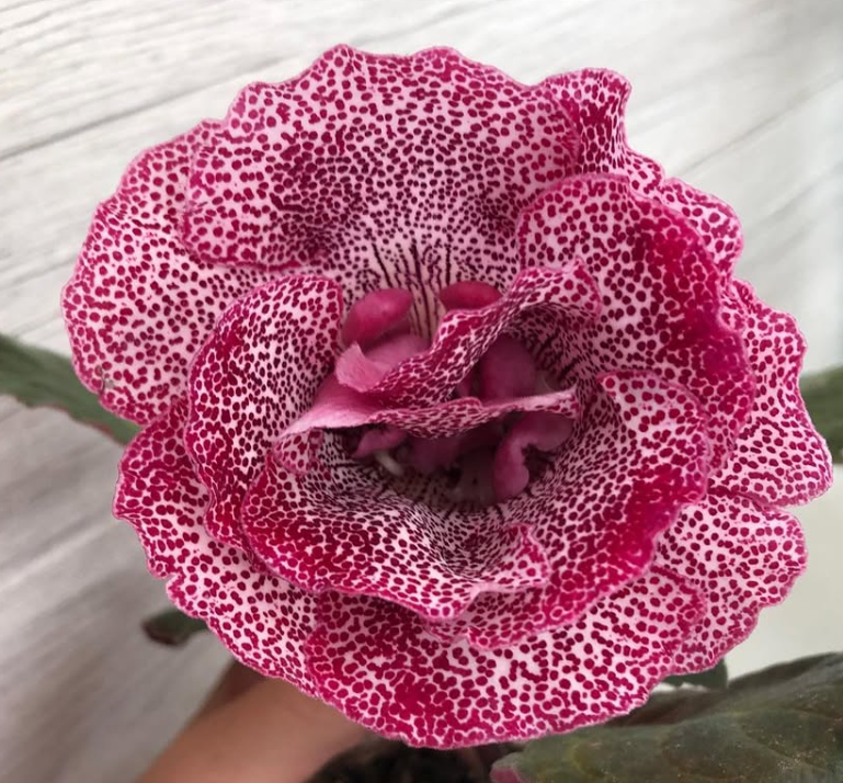 Gloxinia " Lucky Lady " 5 Seeds