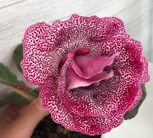 Gloxinia " Lucky Lady " 5 Seeds