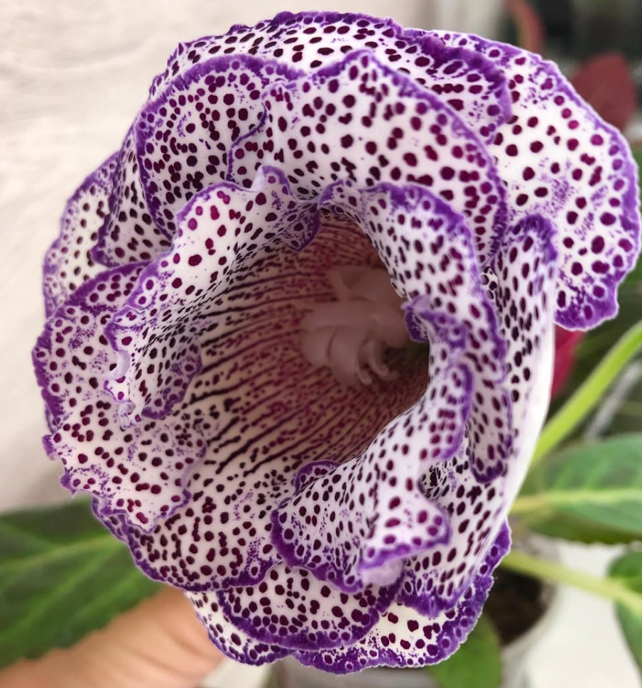 Gloxinia " Lycinda " 5 Seeds