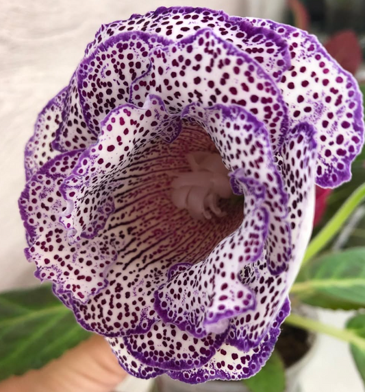 Gloxinia " Lycinda " 5 Seeds