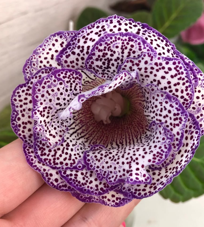 Gloxinia " Lycinda " 5 Seeds