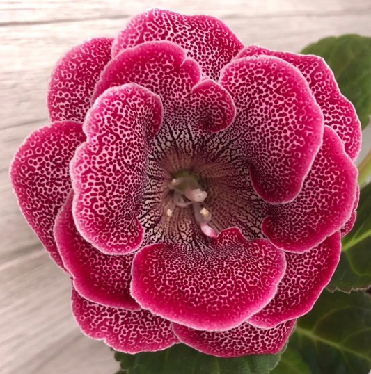 Gloxinia " Brandenburg Concerto " 5 Seeds
