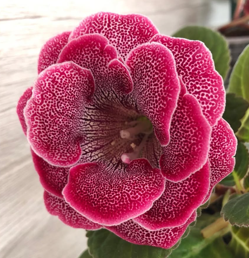 Gloxinia " Brandenburg Concerto " 5 Seeds