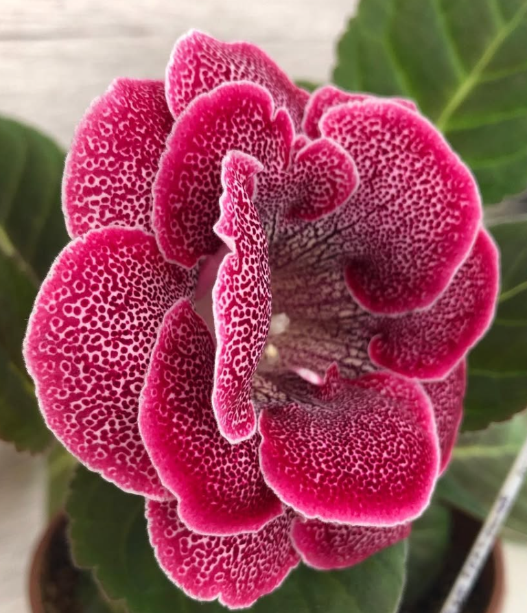 Gloxinia " Brandenburg Concerto " 5 Seeds
