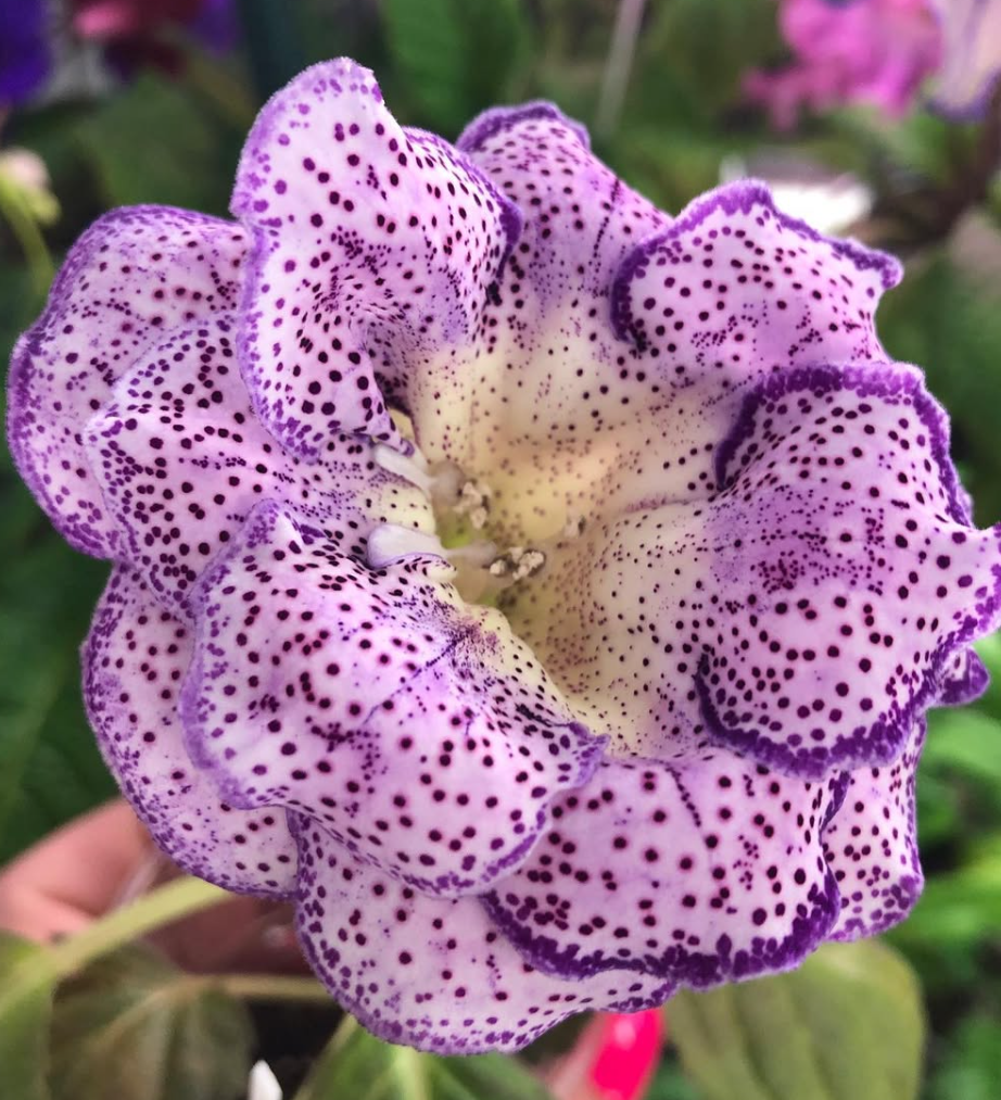 Gloxinia " Percival " 5 Seeds