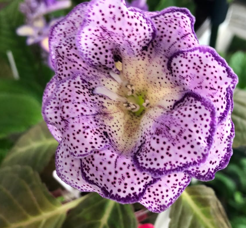 Gloxinia " Percival " 5 Seeds