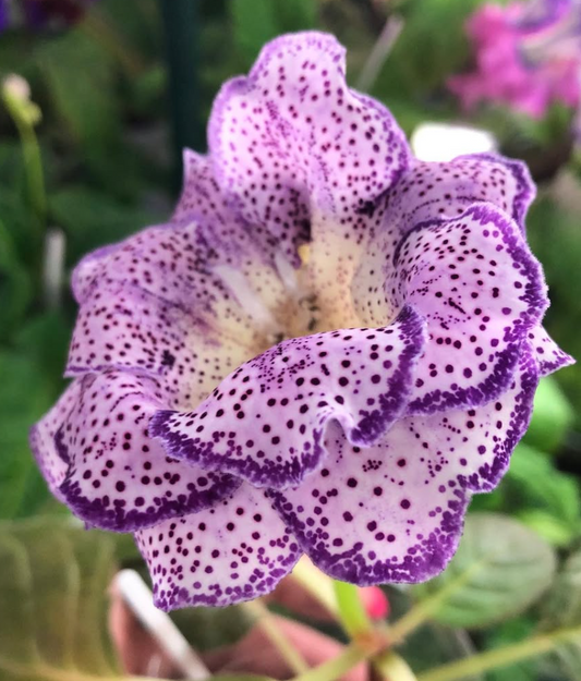 Gloxinia " Percival " 5 Seeds