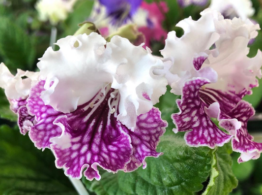Streptocarpus " Charmel " 55 Seeds