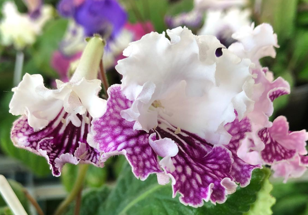 Streptocarpus " Charmel " 55 Seeds