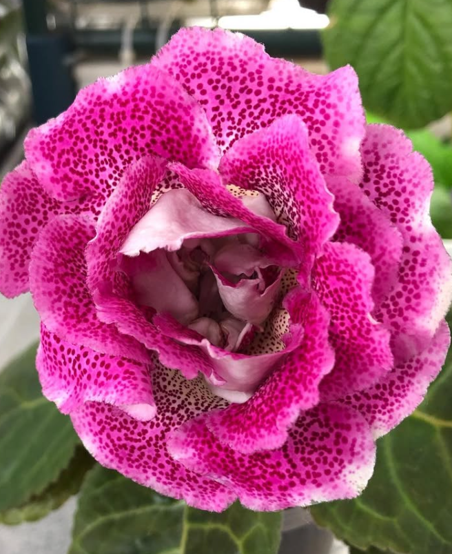 Gloxinia " Lambada " 5 Seeds