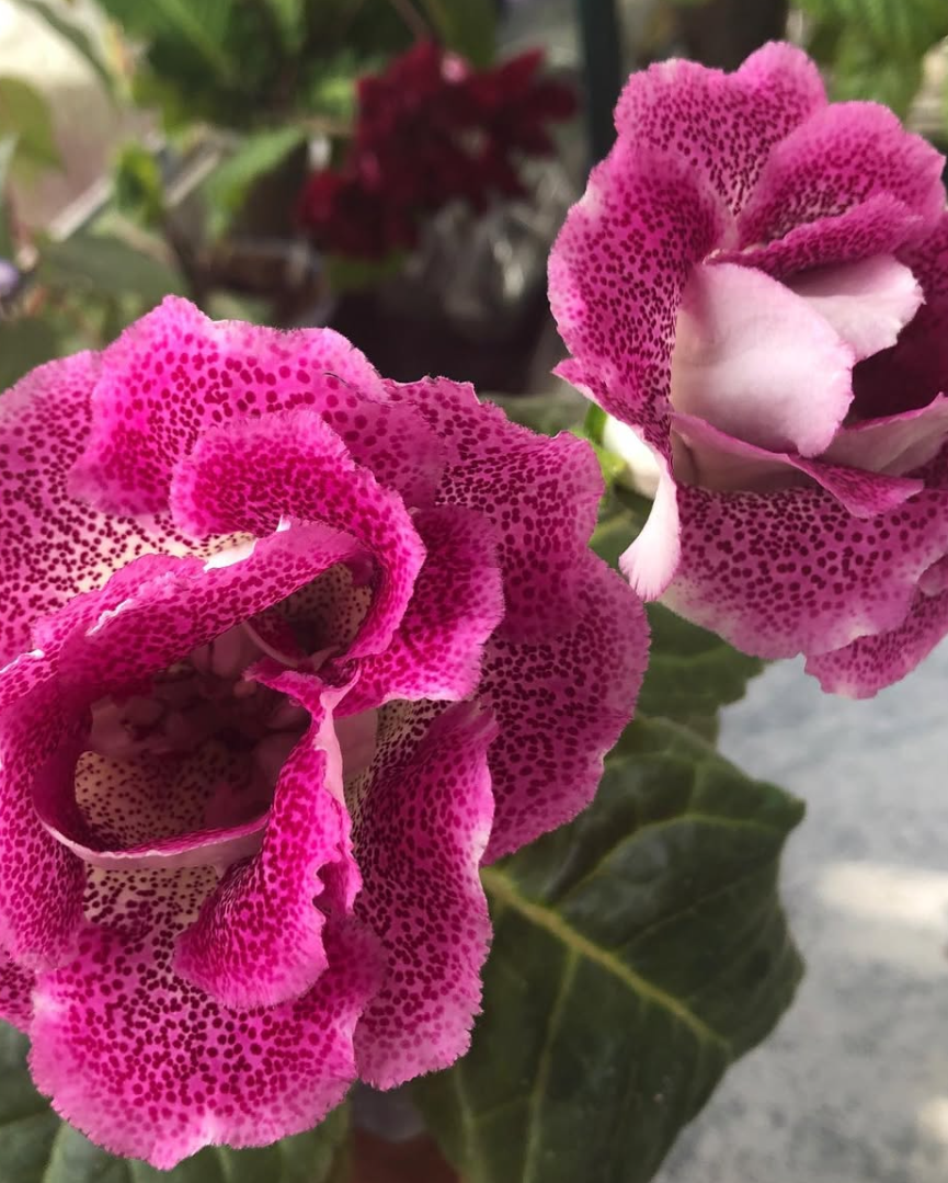 Gloxinia " Lambada " 5 Seeds