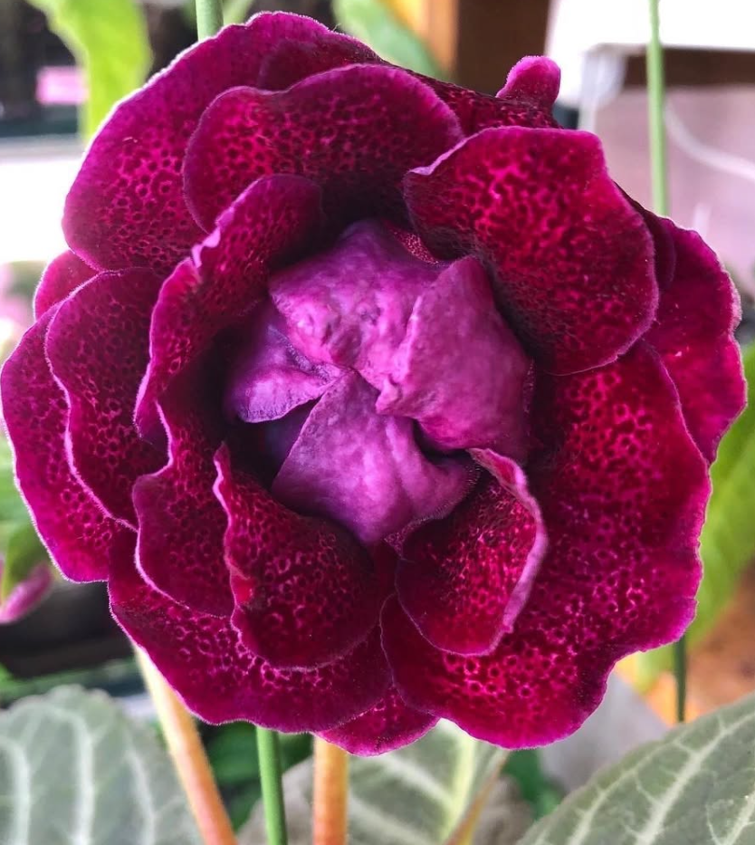 Gloxinia " Donna " 5 Seeds