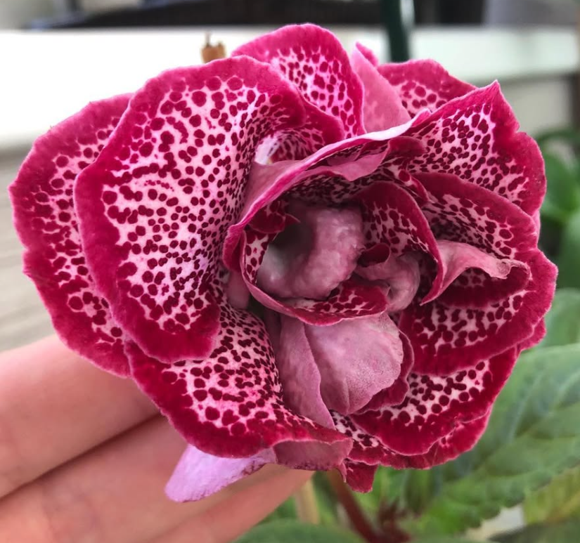 Gloxinia " Kekela " 5 Seeds