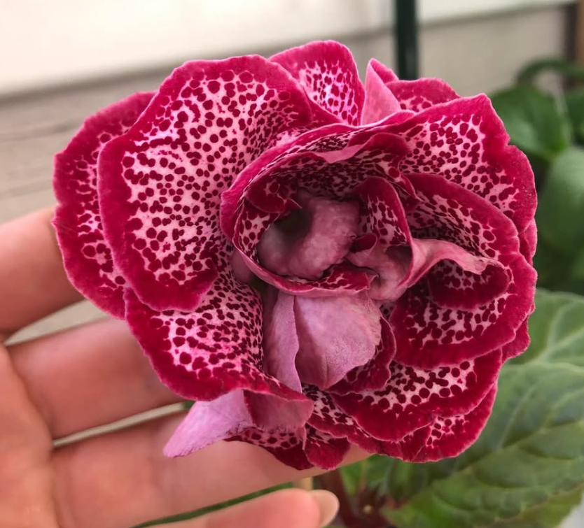 Gloxinia " Kekela " 5 Seeds