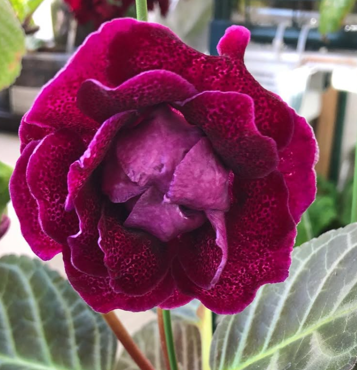 Gloxinia " Donna " 5 Seeds