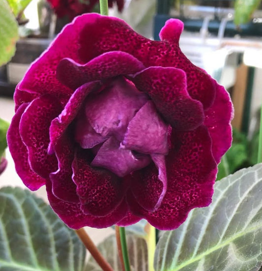 Gloxinia " Donna " 5 Seeds