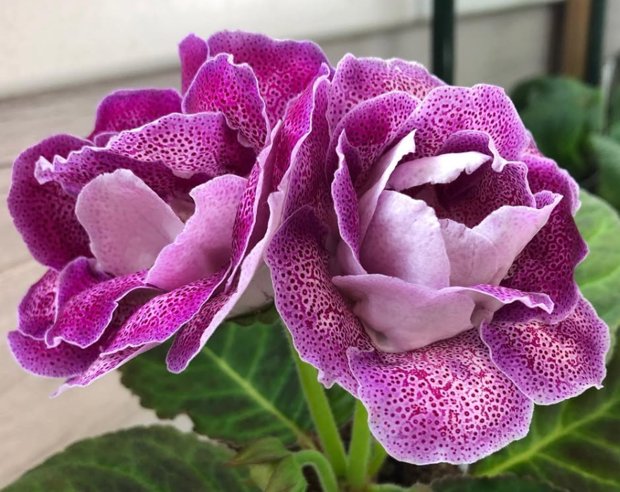 Gloxinia " Baccarat " 5 Seeds