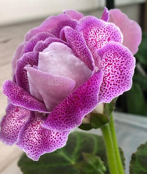 Gloxinia " Baccarat " 5 Seeds