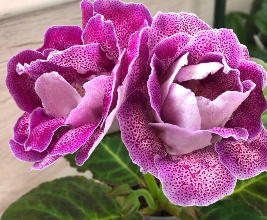 Gloxinia " Baccarat " 5 Seeds