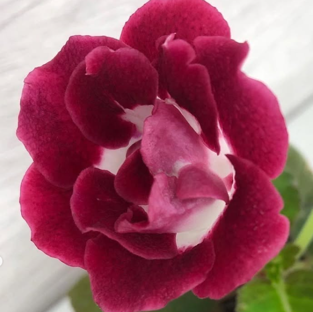 Gloxinia " Spring Singing " 5 Seeds