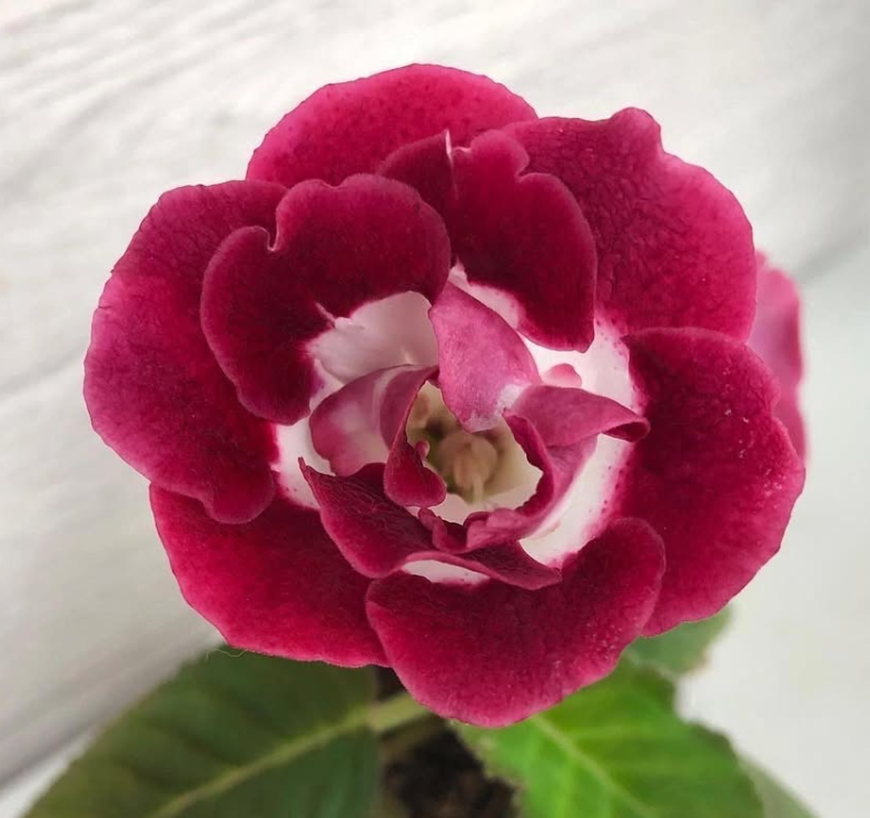 Gloxinia " Spring Singing " 5 Seeds