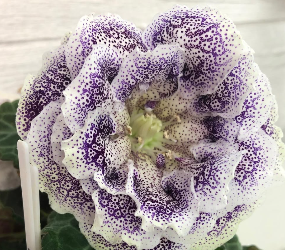 Gloxinia " Seahorse " 5 Seeds