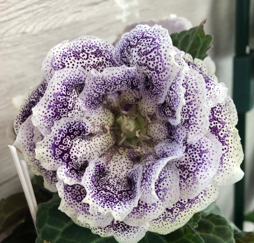 Gloxinia " Seahorse " 5 Seeds