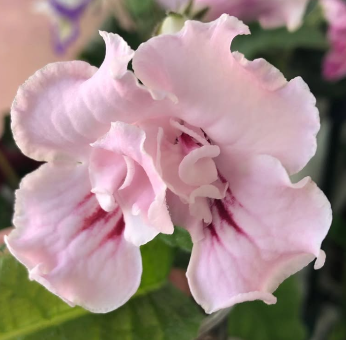 Streptocarpus " Roksolana " 55 Seeds
