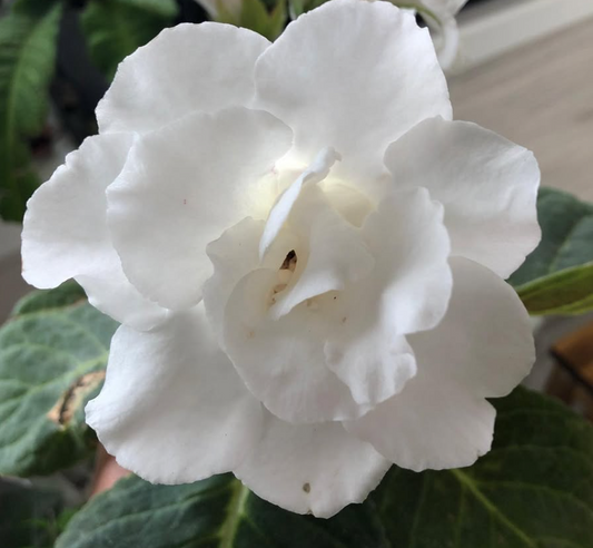 Gloxinia " Madonna " 5 Seeds