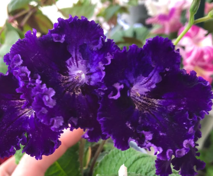 Streptocarpus " Ruchele " 55 Seeds