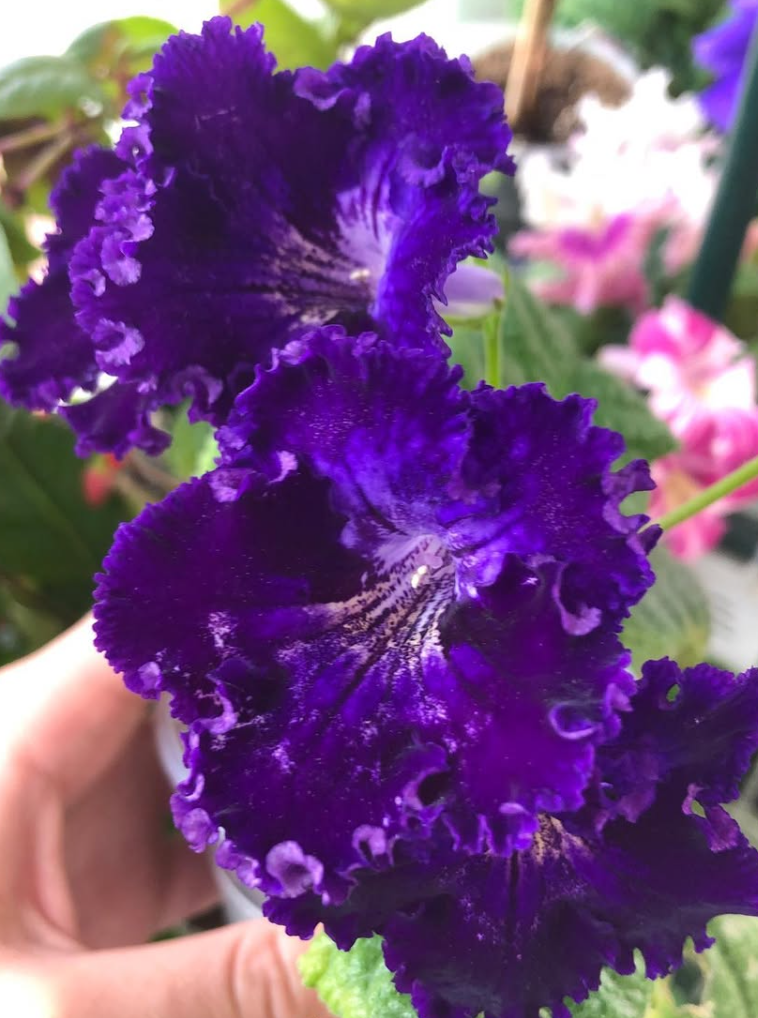 Streptocarpus " Ruchele " 55 Seeds