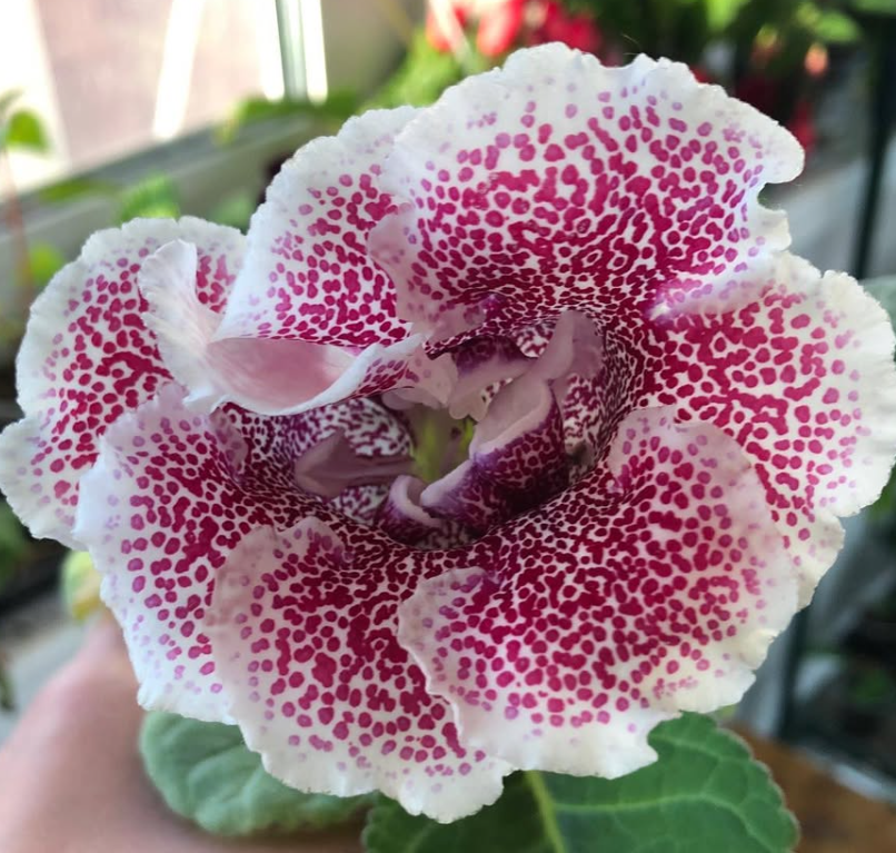 Gloxinia " Gorgeous " 5 Seeds