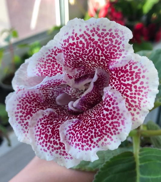 Gloxinia " Gorgeous " 5 Seeds