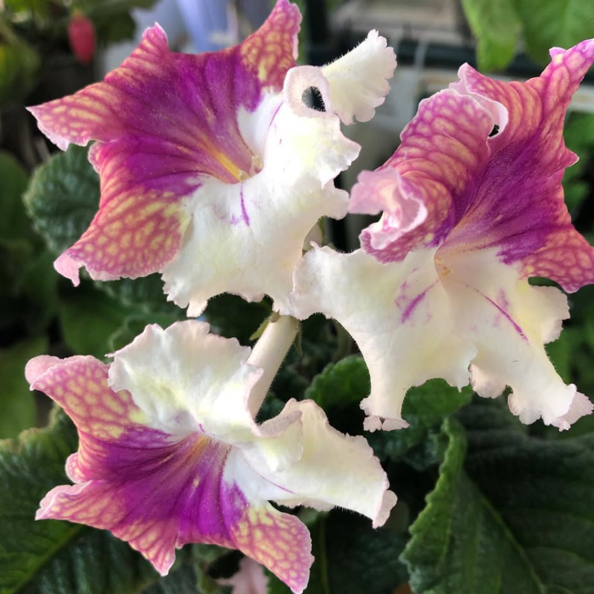 Streptocarpus " Rainbow " 55 Seeds