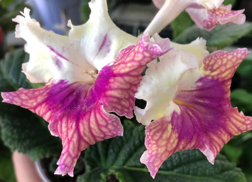Streptocarpus " Rainbow " 55 Seeds