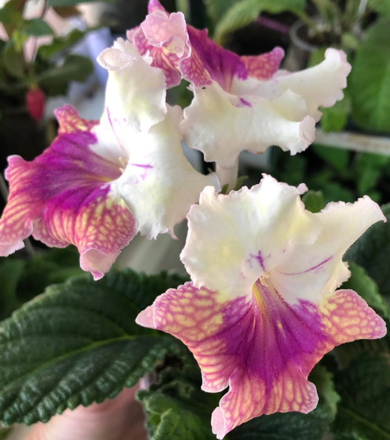 Streptocarpus " Rainbow " 55 Seeds