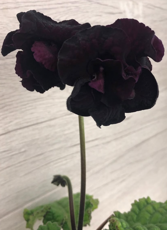 Streptocarpus " Baloo " 55 Seeds