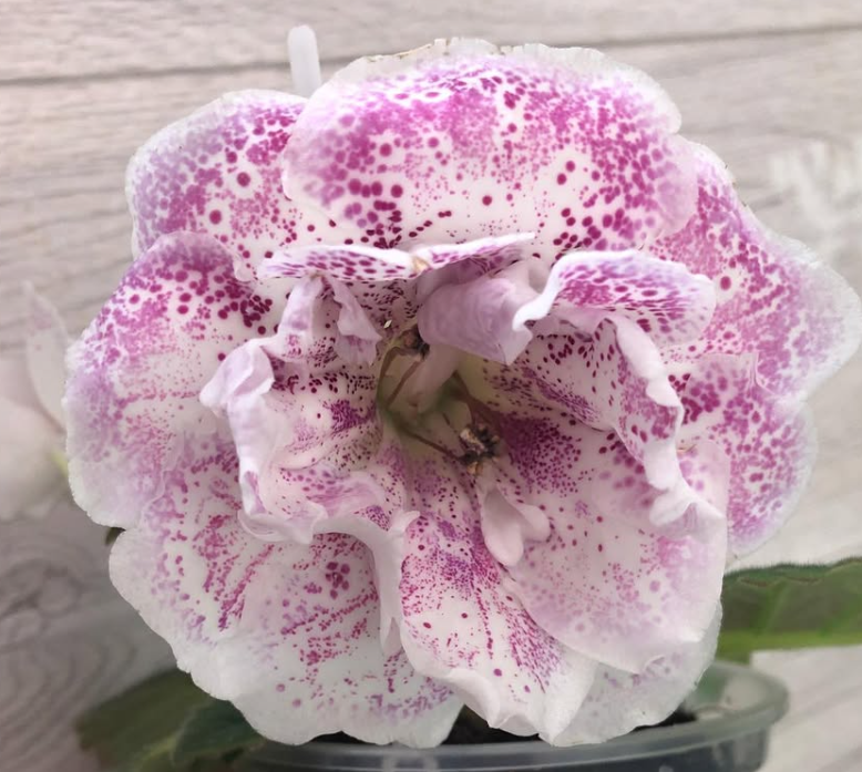 Gloxinia " Lucia " 5 Seeds