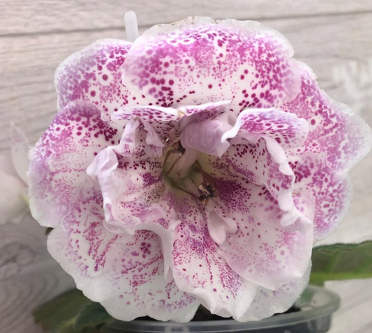 Gloxinia " Lucia " 5 Seeds