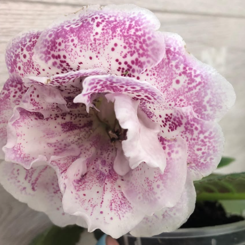 Gloxinia " Lucia " 5 Seeds