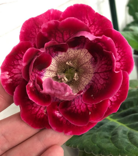 Gloxinia " Paso Doble " 5 Seeds