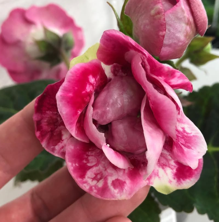 Gloxinia " Paso Doble " 5 Seeds