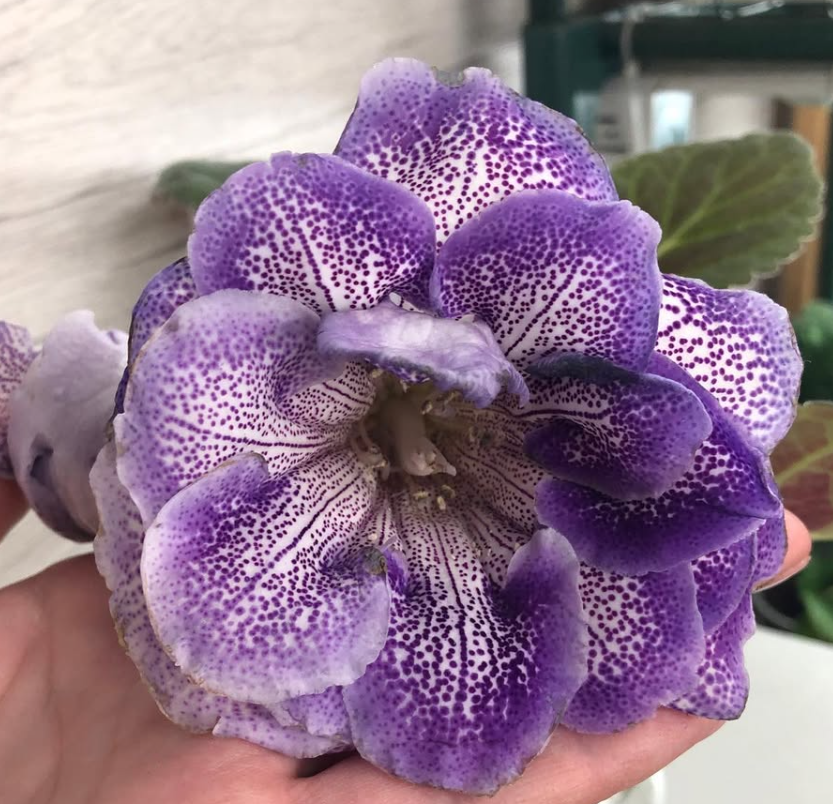 Gloxinia " Grapevine " 5 Seeds