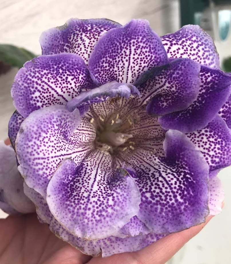 Gloxinia " Grapevine " 5 Seeds